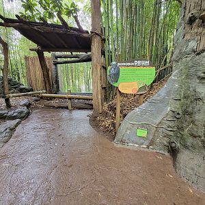 Cincinnati Zoo 5/22 - Jungle Trails, bonobos