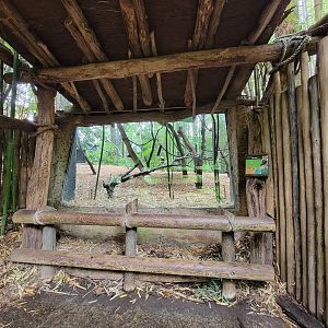 Cincinnati Zoo 5/22 - Jungle Trails, Coquerel's sifaka