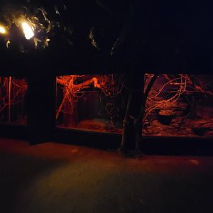 Cincinnati Zoo 5/22 - Jungle Trails, Africa building, Moholi bushbaby