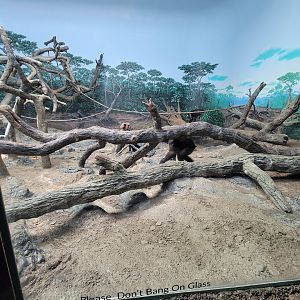 Cincinnati Zoo 5/22 - Jungle Trails, Africa building, bonobos