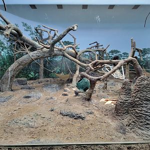 Cincinnati Zoo 5/22 - Jungle Trails, Africa building, bonobos