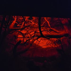 Cincinnati Zoo 5/22 - Jungle Trails, Africa building, Aye-aye