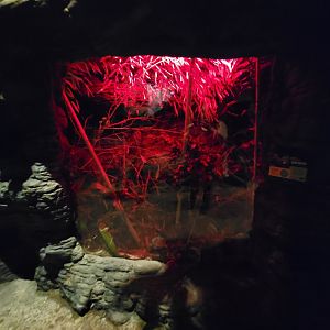 Cincinnati Zoo 5/22 - Jungle Trails, Africa building, Henkel's leaf-tailed gecko