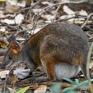 Red-legged Pademelon with pouch young