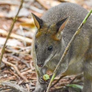 Red-legged Pademelon