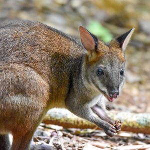 Red-legged Pademelon