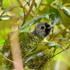 Black-faced Monarch