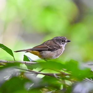 Australian Golden Whistler