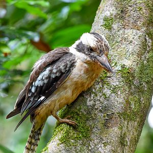 Laughing Kookaburra