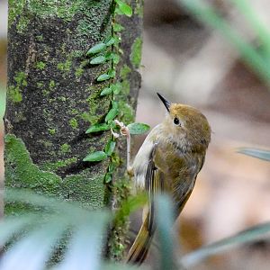 Large-billed Scrubwren