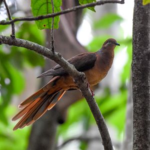 Brown Cuckoo-Dove