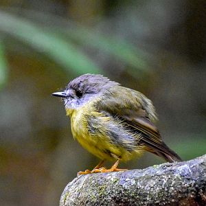 Pale-Yellow Robin