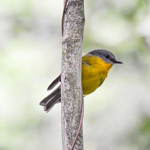 Eastern Yellow Robin