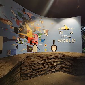 Cincinnati Zoo 5/22 - Birds of the World, or rather, Bis of the World