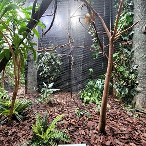 Cincinnati Zoo 5/22 - Birds of the World, fairy bluebird