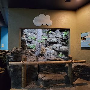 Cincinnati Zoo 5/22 - Birds of the World, thick-billed parrot