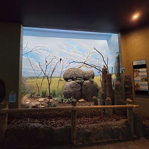 Cincinnati Zoo 5/22 - Birds of the World, African Savannah aviary