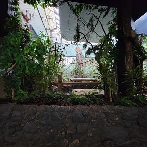 Cincinnati Zoo 5/22 - Birds of the World, closed aviary