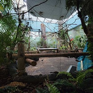 Cincinnati Zoo 5/22 - Birds of the World, closed walk-through aviary