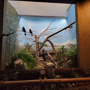 Cincinnati Zoo 5/22 - Birds of the World, rhinoceros hornbills