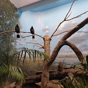 Cincinnati Zoo 5/22 - Birds of the World, rhinoceros hornbills