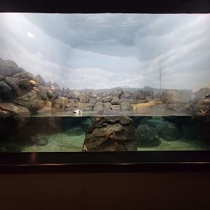 Cincinnati Zoo 5/22 - Birds of the World, common eider, common murre, Atlantic puffin, pigeon guillemot