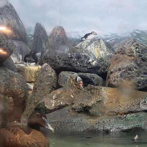 Cincinnati Zoo 5/22 - Birds of the World, common eider, common murre, Atlantic puffin, pigeon guillemot