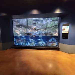 Cincinnati Zoo 5/22 - Birds of the World, horned puffin and common murre