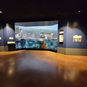 Cincinnati Zoo 5/22 - Birds of the World, king penguin, magellanic pigeon, southern rockhopper, chiloe wigeon