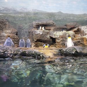 Cincinnati Zoo 5/22 - Birds of the World, king penguin, magellanic penguin, southern rockhopper penguin