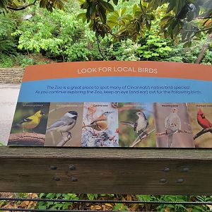Cincinnati Zoo 5/22 - Look for local birds in the zoo