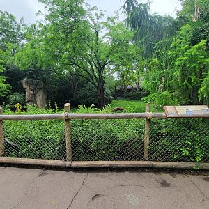 Cincinnati Zoo 5/22 - Cheetah