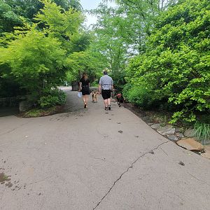 Cincinnati Zoo 5/22 - Cheetah dogs going for a walk