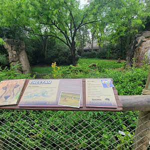 Cincinnati Zoo 5/22 - Cheetah