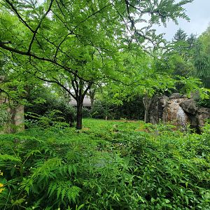 Cincinnati Zoo 5/22 - Cheetah