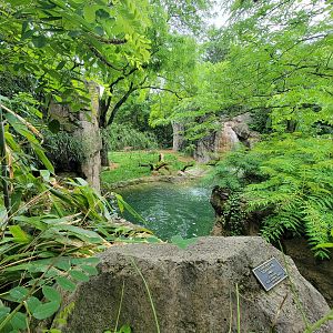 Cincinnati Zoo 5/22 - Cheetah