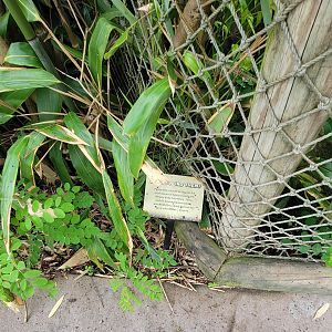 Cincinnati Zoo 5/22 - Can You Find Them?