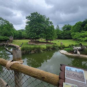 Cincinnati Zoo 5/22 - Africa