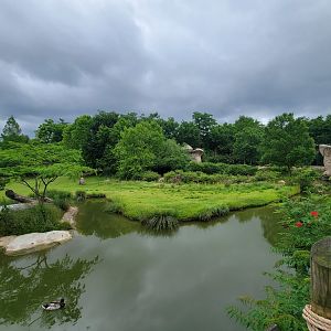 Cincinnati Zoo 5/22 - Africa