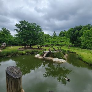 Cincinnati Zoo 5/22 - Africa