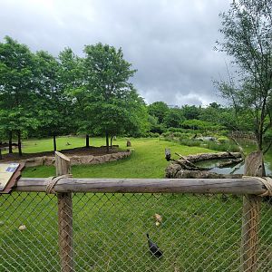 Cincinnati Zoo 5/22 - Africa