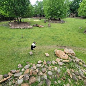 Cincinnati Zoo 5/22 - Africa