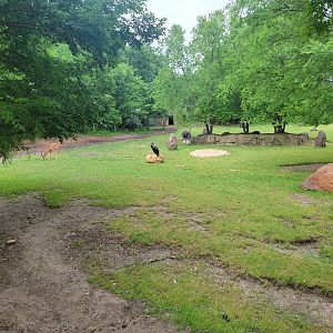 Cincinnati Zoo 5/22 - Africa
