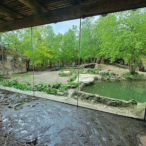 Cincinnati Zoo 5/22 - Africa, Painted Dog Valley, African wild dogs