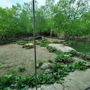 Cincinnati Zoo 5/22 - Africa, Painted Dog Valley, African wild dogs