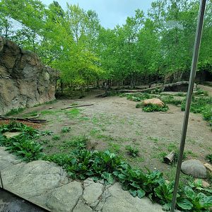Cincinnati Zoo 5/22 - Africa, Painted Dog Valley, African wild dogs