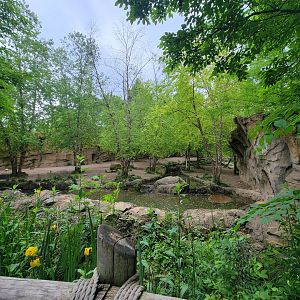 Cincinnati Zoo 5/22 - Africa, Painted Dog Valley, African wild dogs