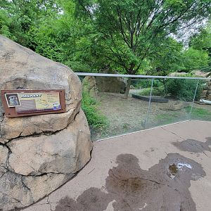 Cincinnati Zoo 5/22 - Africa, Meerkats