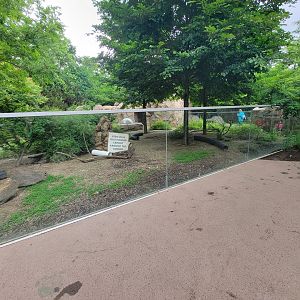 Cincinnati Zoo 5/22 - Africa, Meerkats