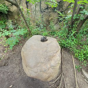 Cincinnati Zoo 5/22 - Africa, stag beetle statue by meerkats